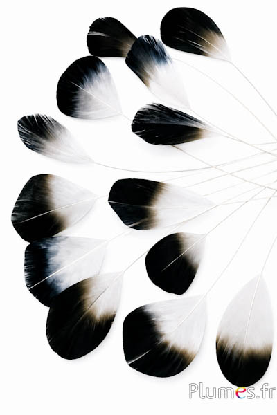 Cigno con punta nera - 20-25 cm - bianco